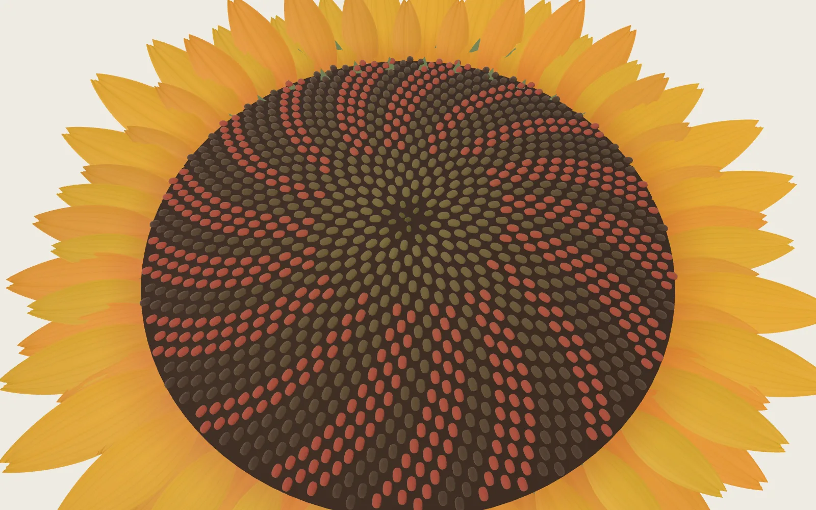 The arithmetic of a sunflower